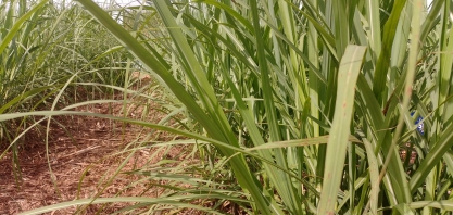 Triângulo mineiro e os canaviais “longa-vida”