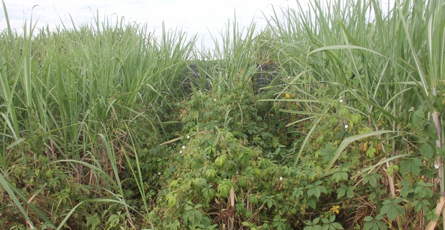 Redução do banco de sementes é essencial para que a cana possa se desenvolver ao longo dos ciclos expressando seu máximo potencial produtivo. Foto: Leonardo Ruiz