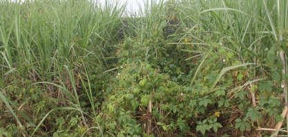 Como reduzir o banco de sementes de plantas daninhas no canavial
