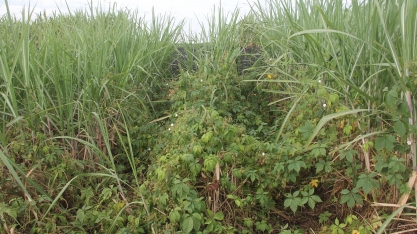 Como reduzir o banco de sementes de plantas daninhas no canavial