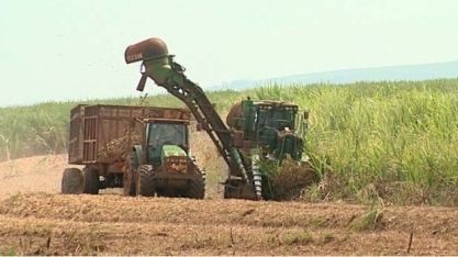 Safra de cana está terminando em MT