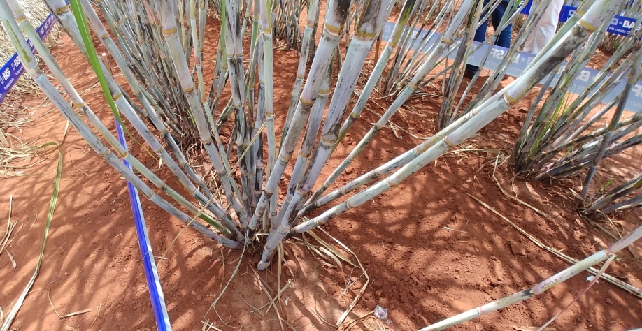 A linha-mãe pode ser realizada de forma manual