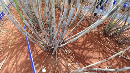 Operação manual no desdobramento da linha-mãe e plantio da cana nas áreas de Meiosi