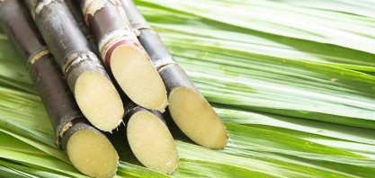 Safra 19/20 acumula crescimento de 3,5%