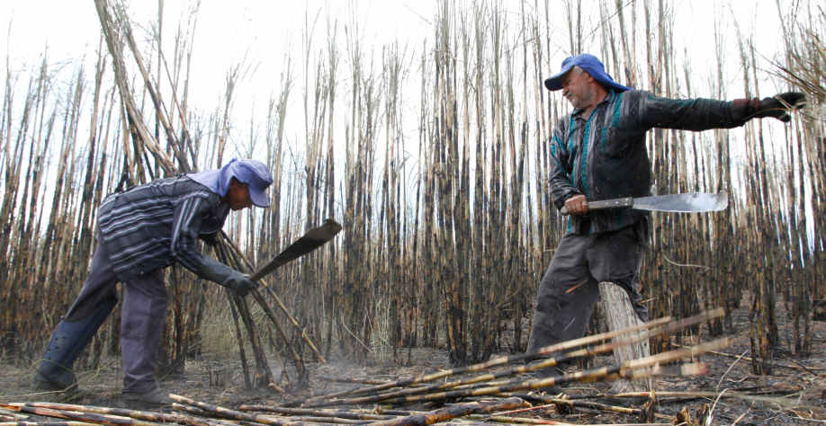 No Nordeste, o corte manual da cana ainda predomina