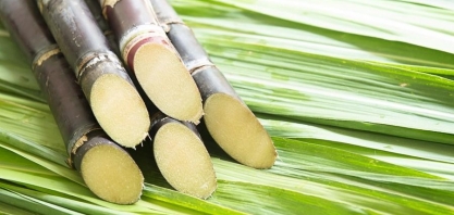 Sindaçúcar-AL: produção de açúcar chega a 800 mil toneladas