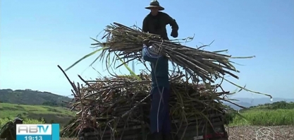 Produtores de cana comemoram resultado da colheita no Sertão