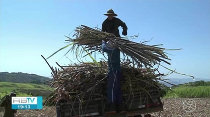 Produtores de cana comemoram resultado da colheita no Sertão