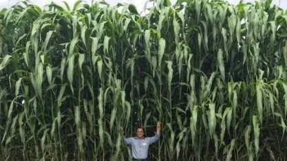 Sorgo gigante boliviano pode dobrar sua área cultivada até 2021 no Brasil