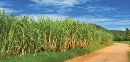 BP e Bunge concluem a formação da joint venture BP Bunge Bioenergia no Brasil