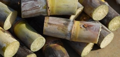 Brasil deve fechar 2019 com safra recorde de cana-de-açúcar