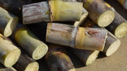 Brasil deve fechar 2019 com safra recorde de cana-de-açúcar