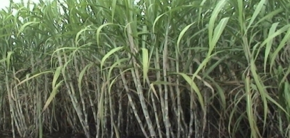 Projeto Brazil Sugarcane leva empresas brasileiras ao Peru