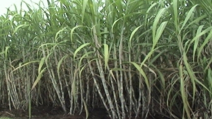 Projeto Brazil Sugarcane leva empresas brasileiras ao Peru