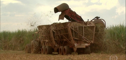 Produção de cana-de-açúcar deve ter alta de 3,6% em relação a safra anterior