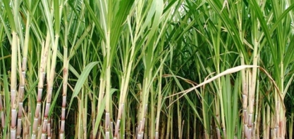 Bunge tem aval do Cade para compra de fatia de 30% no Grupo Agrícola Agrofel