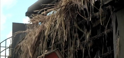 Safra de cana-de-açúcar será maior que a do ano passado