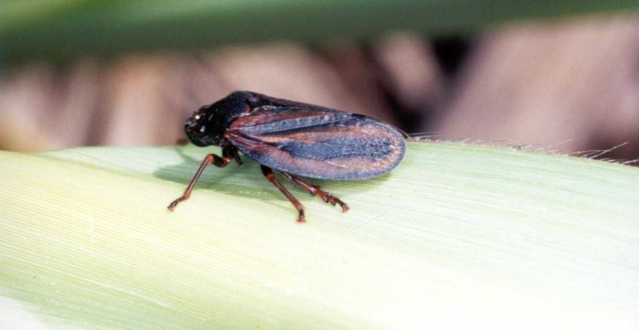 Incidência de cigarrinha aumentou nos últimos anos em função da colheita mecanizada de cana crua. Foto: Arquivo CanaOnline