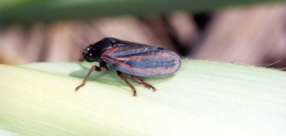 Na época das chuvas, a incidência de cigarrinha “explode” nos canaviais. Saiba como controlar