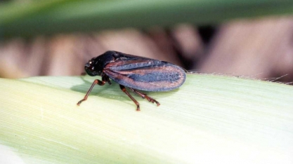 Na época das chuvas, a incidência de cigarrinha “explode” nos canaviais. Saiba como controlar