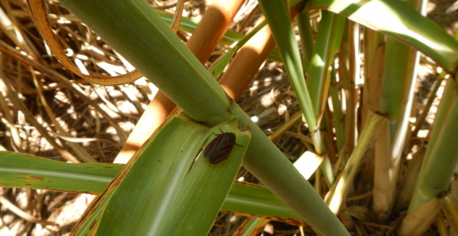 A cigarrinha-das-raízes não é o único inseto-praga da cana que está se tornando resistente aos inseticidas, mas é a mais preocupante. Foto: Arquivo CanaOnline