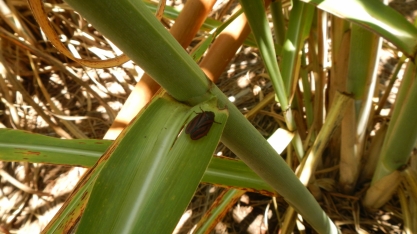 Resistência da Cigarrinha-das-raízes aos inseticidas exige melhor manejo dos canaviais