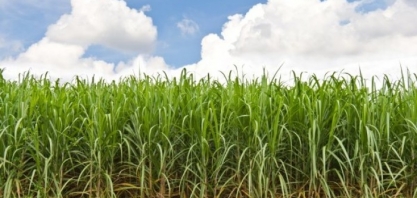 Melhoram as Perspectivas para a Cana