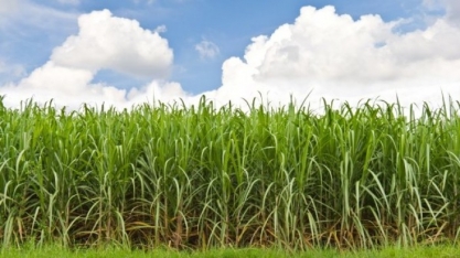 Melhoram as Perspectivas para a Cana