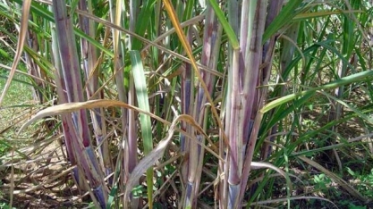 Encontro técnico apresenta resultados positivos da variedade de cana RB