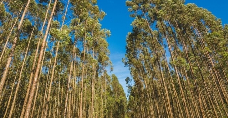 Suzano adquiriu projeto de produção de eucaliptos e área de mais de 100 mil hectares (Arquivo)
