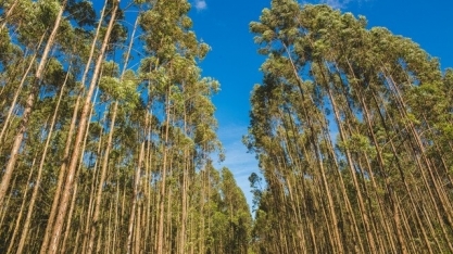 Fábrica é vista como salvação de cidade que sofre sem emprego