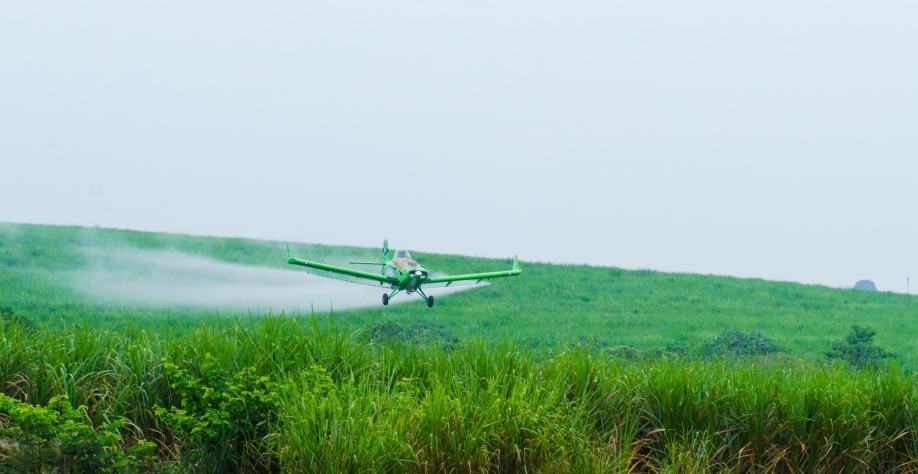 Maturadores alteram morfologia da cana-de-açúcar para que ela interrompa seu crescimento a fim de acumular mais açúcar nos colmos. Foto: Arquivo CanaOnline