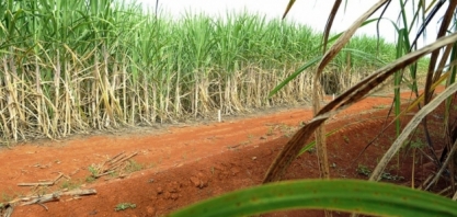 LNBR divulga 46ª edição do Boletim de Monitoramento da cana-de-açúcar em São Paulo e Goiás