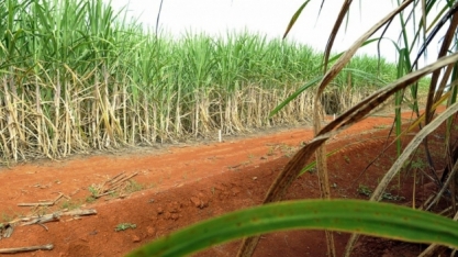 LNBR divulga 46ª edição do Boletim de Monitoramento da cana-de-açúcar em São Paulo e Goiás