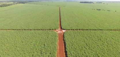 Produtor recupera canavial de sexto corte e já chega ao 14º corte com alta produtividade