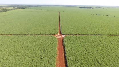 Produtor recupera canavial de sexto corte e já chega ao 14º corte com alta produtividade