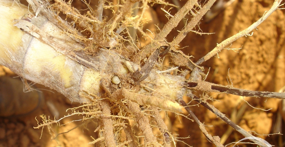 Para o controle de Migdolus, a barreira química pode ser usada tanto no preparo do solo quanto no sulco de plantio. Foto: Divulgação Usina Santa Terezinha