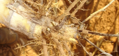 Barreira química é técnica essencial para controle de Cupins, Migdolus e Sphenophorus levis