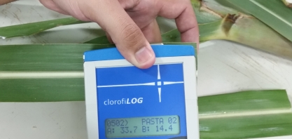 Maturar cana sem abandonar o ciclo virtuoso da produção