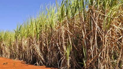 Etanol de milho competitivo pode baratear combustível no Brasil