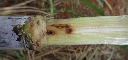 A eficiência do uso de armadilhas no controle da broca-da-cana