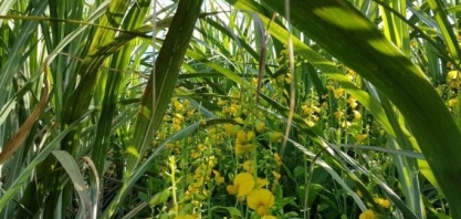 As vantagens em semear Crotalaria spectabilis nas entrelinhas da cana-soca no terço final da safra