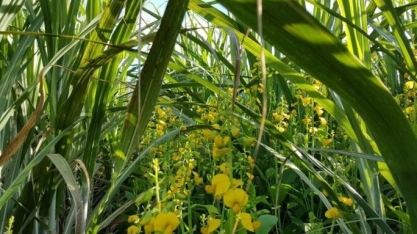As vantagens em semear Crotalaria spectabilis nas entrelinhas da cana-soca no terço final da safra