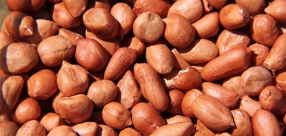 Publicação traz orientações para Produção Integrada de Amendoim