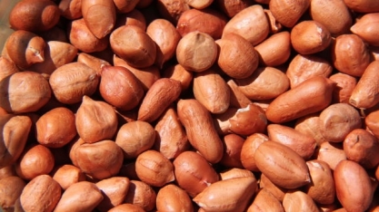 Publicação traz orientações para Produção Integrada de Amendoim
