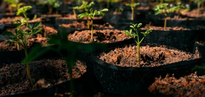 OP 25: setor já reflorestou mais de 200 mil hectares de mata