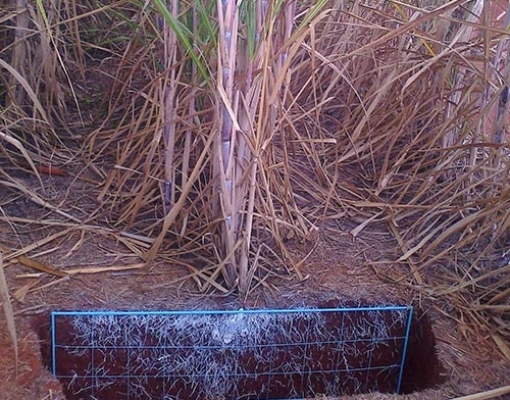 Foto: Djalma Martinhão