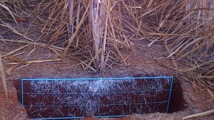 Dia de Campo na TV - Uso do gesso para aumento da produtividade da cana-de-açúcar