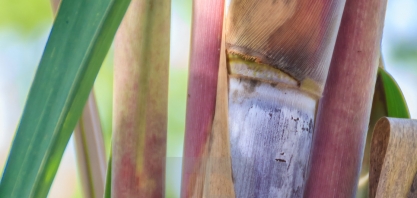 Cana/ INTL FCStone: moagem do centro-sul e 2019/20 deve avança 2,90%, a 589,8 milhões de tolenadas