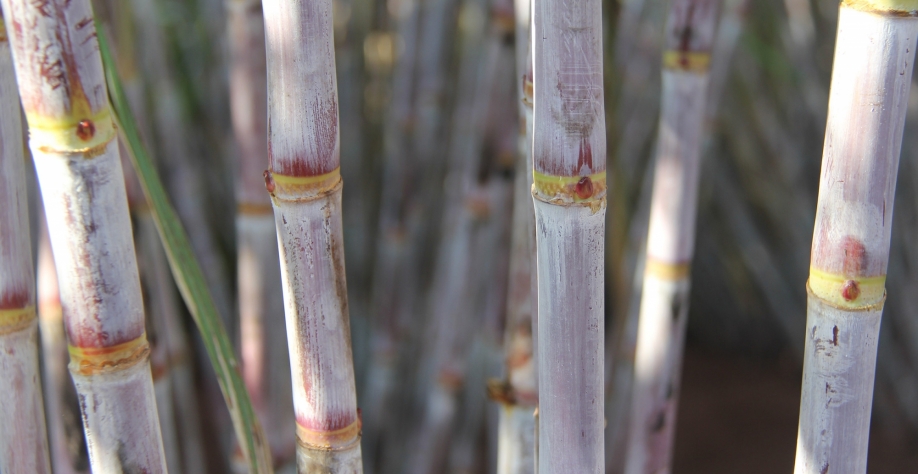 Programa Pronutiva reúne as mais modernas tecnologias de biossoluções para a cultura da cana-de-açúcar. Foto: Arquivo CanaOnline